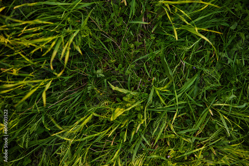 a close horizontal photo of the texture of high summer grass of rich green color taken from above
