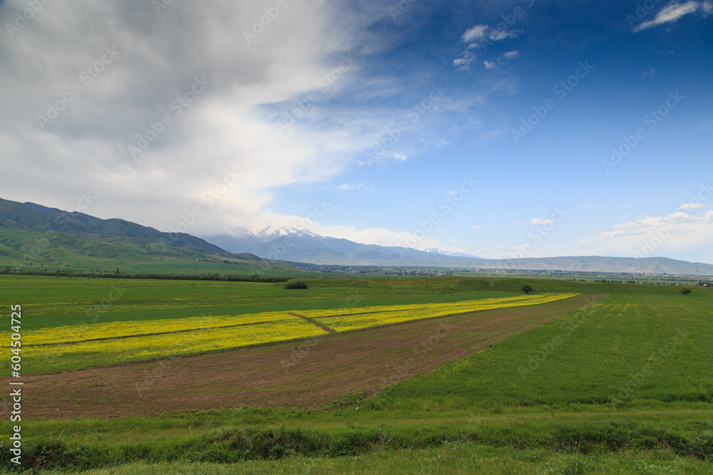 Blooming fields against the backdrop of mountains. Beautiful mountain landscape. Blooming summer herbs. Spring landscape. Kyrgyzstan.