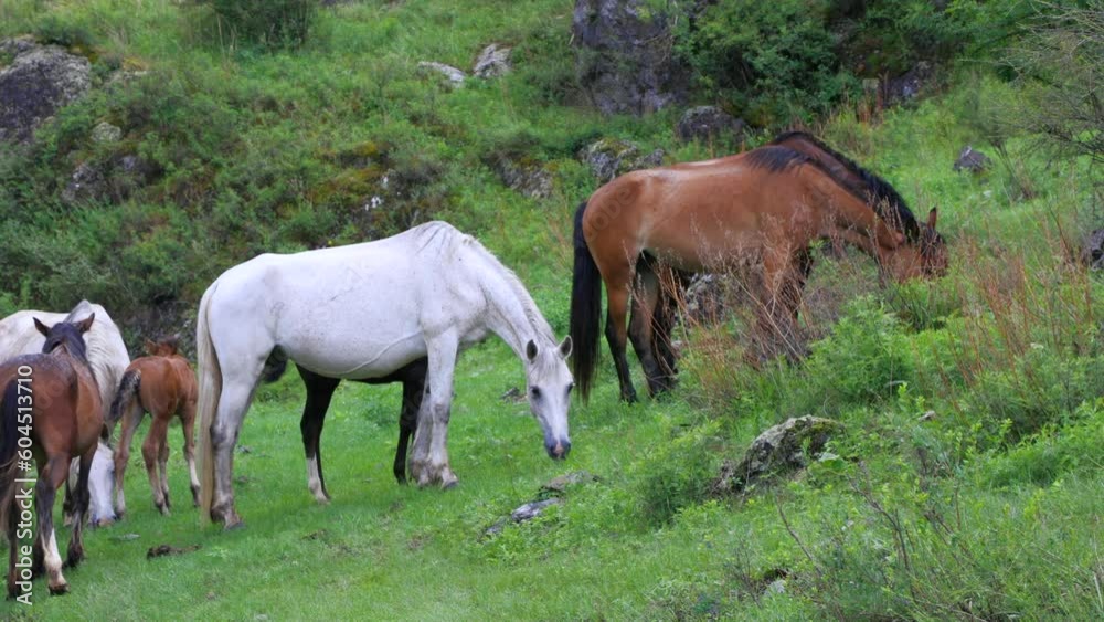 Beautiful thoroughbred stallion grazes in a hilly meadow with its herd. A herd of young horses grazes on a hill in the summer Beautiful thoroughbred stallion grazes in a hilly meadow with its herd. A herd of young horses grazes on a hill in the summer