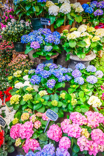 Fototapeta Naklejka Na Ścianę i Meble -  Paris flower market