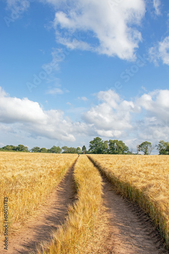 Wheat fields in the summertime countryside of England.