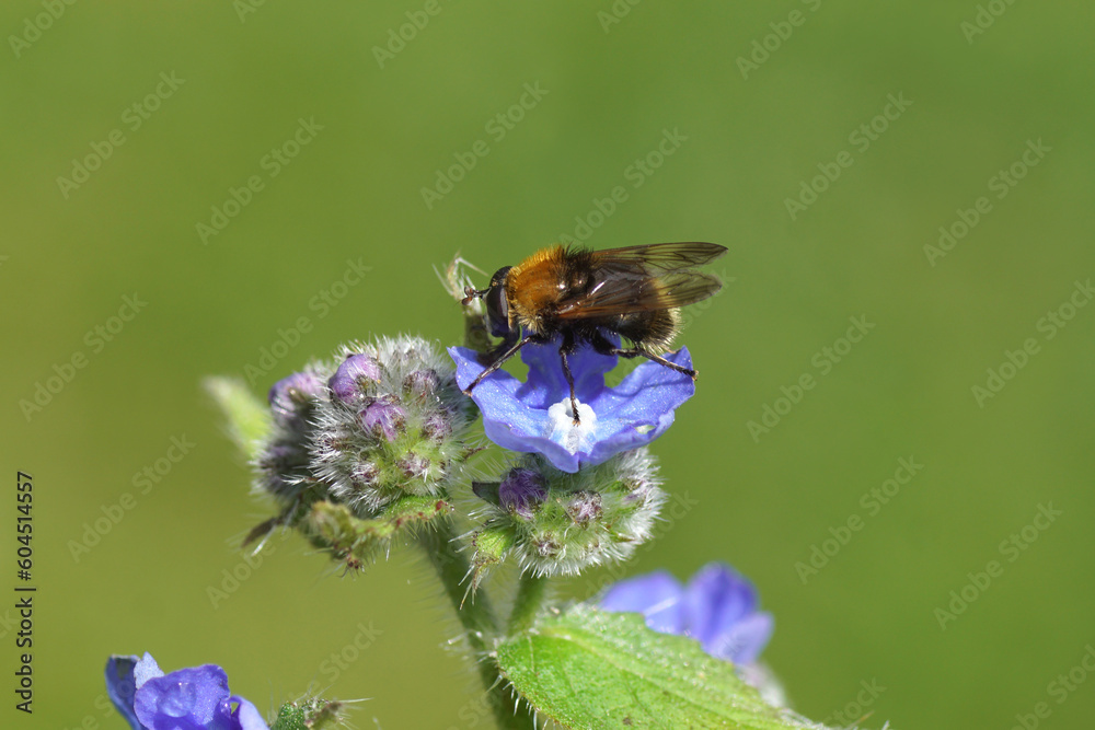 Close up male hoverfly Criorhina berberina on flowers of green alkanet (Pentaglottis sempervirens), family borage (Boraginaceae) in the garden. Spring, Netherlands, May