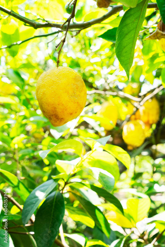 Lemon garden of Sorrento