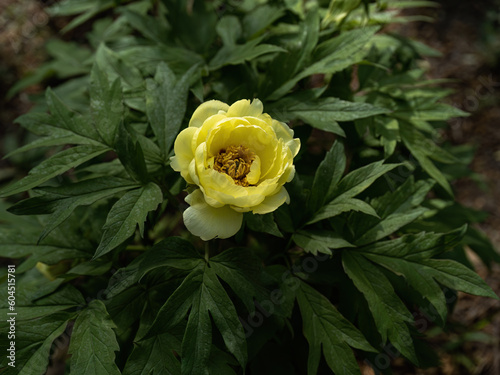 100 million pixel high-definition flowers captured by Fuji camera GFX100S camera photo