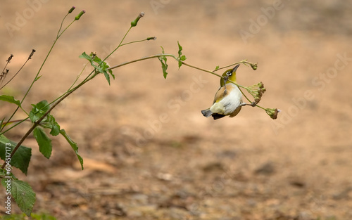 A Silvereye acrobatically feeding on a plant photo