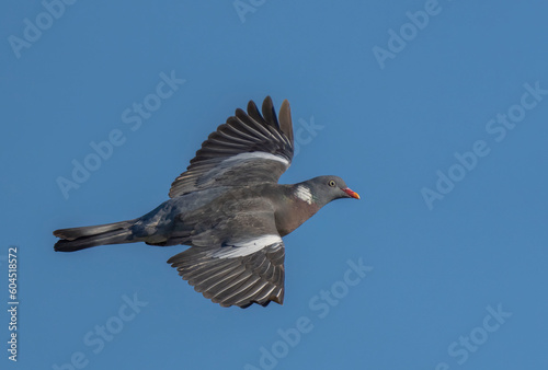 Wood Pigeon (Columba palumbus) in flight. Bird in flight. photo