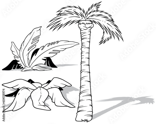 Drawing of a Three Tropical Palm Trees