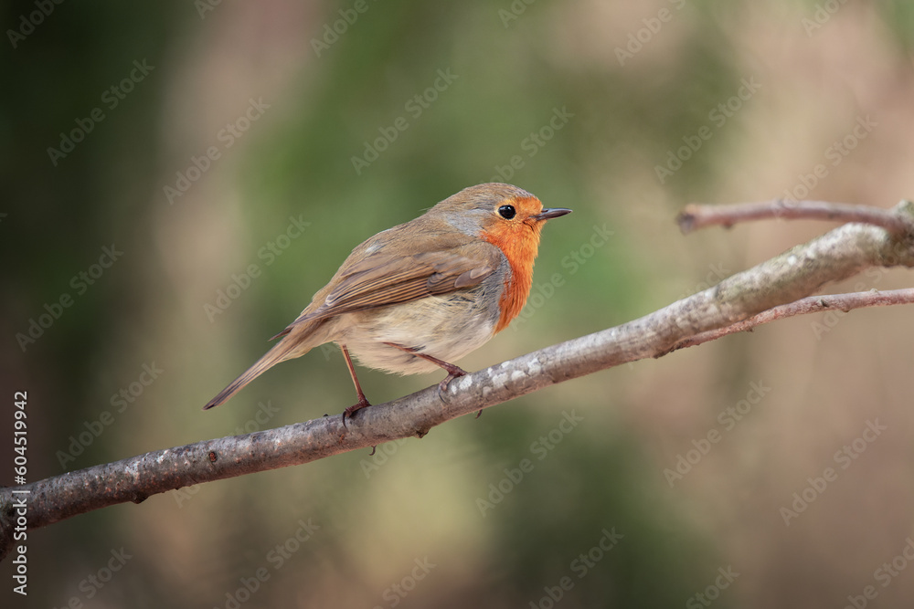 Beautiful European Robin (Erithacus rubecula) singing on branch. Beautiful European Robin (Erithacus rubecula) singing on branch.