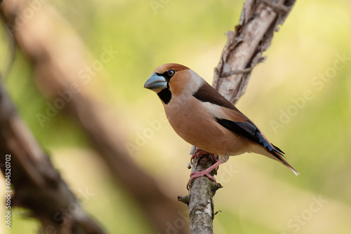 Canvastavla The hawfinch (Coccothraustes coccothraustes) sitting on a branch.