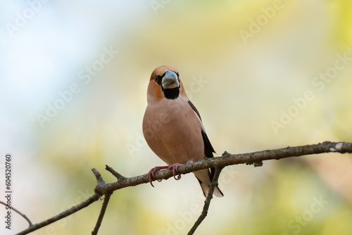 Fototapeta The hawfinch (Coccothraustes coccothraustes) sitting on a branch.