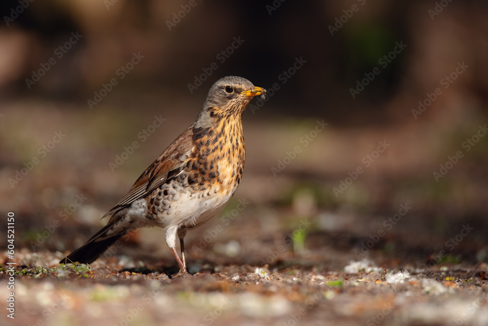 Portrait of fieldfare (Turdus pilaris) Portrait of fieldfare (Turdus pilaris)