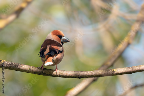 The hawfinch (Coccothraustes coccothraustes) sitting on a branch.