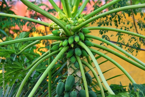 papaya fruiting in plant close up papaya farming in India vegetable farming photo