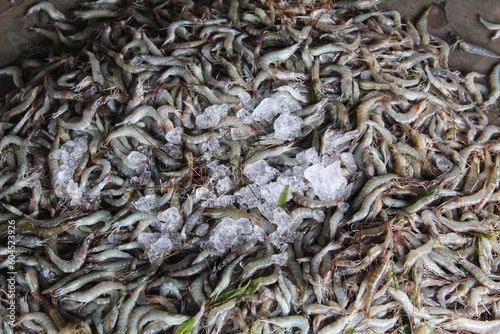 pile of freshly harvested shrimp in fish market