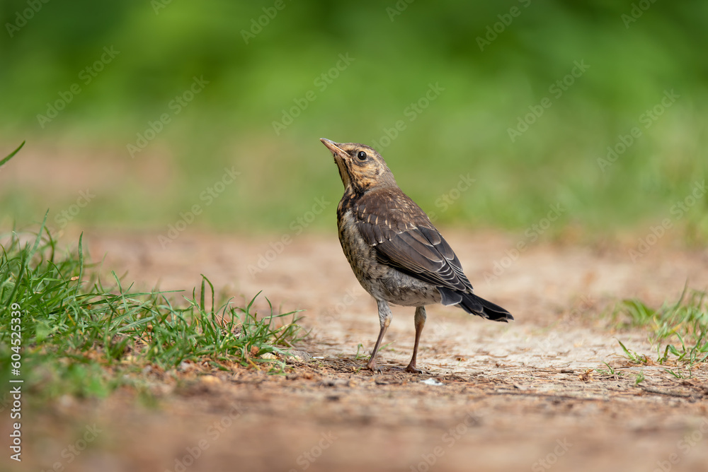 Portrait of fieldfare (Turdus pilaris) Portrait of fieldfare (Turdus pilaris)