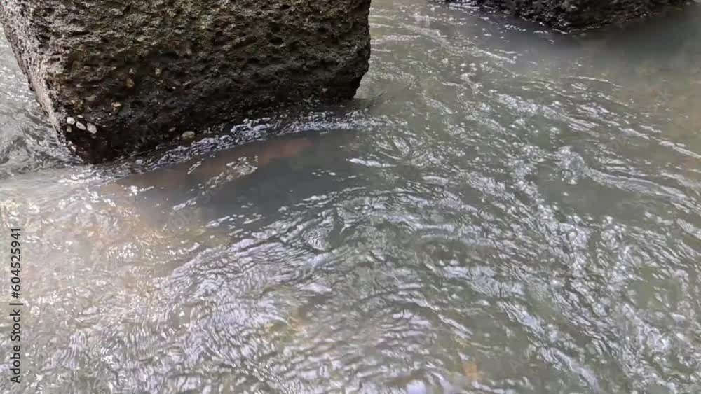 The water flowing in the stream is clean and the sound of water flows throughout the stream. The water flowing in the stream is clean and the sound of water flows throughout the stream.