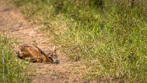 A newborn Thomson's Gazelle (Eudorcas thomsonii) hiding, Masai Mara, Kenya.