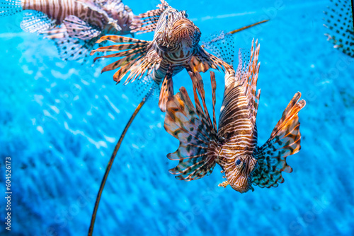 Lionfishes in sea life with coral reef blue water
