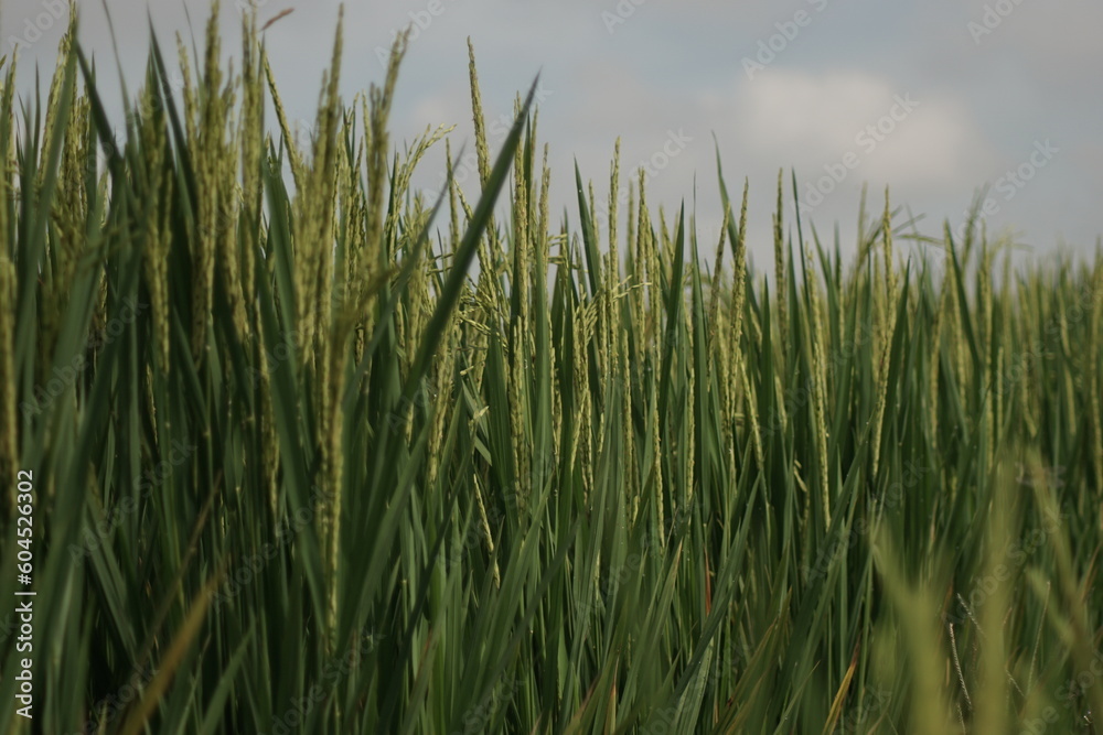close-up view of rice paddy in the ricefield close-up view of rice paddy in the ricefield