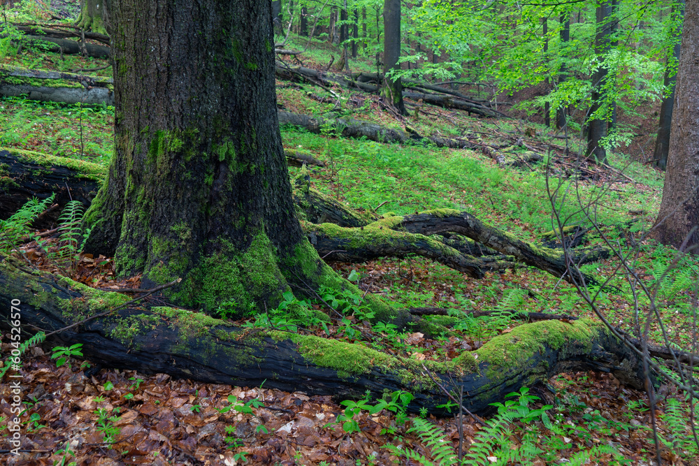 moss covered tree in nature reserve, primary forest