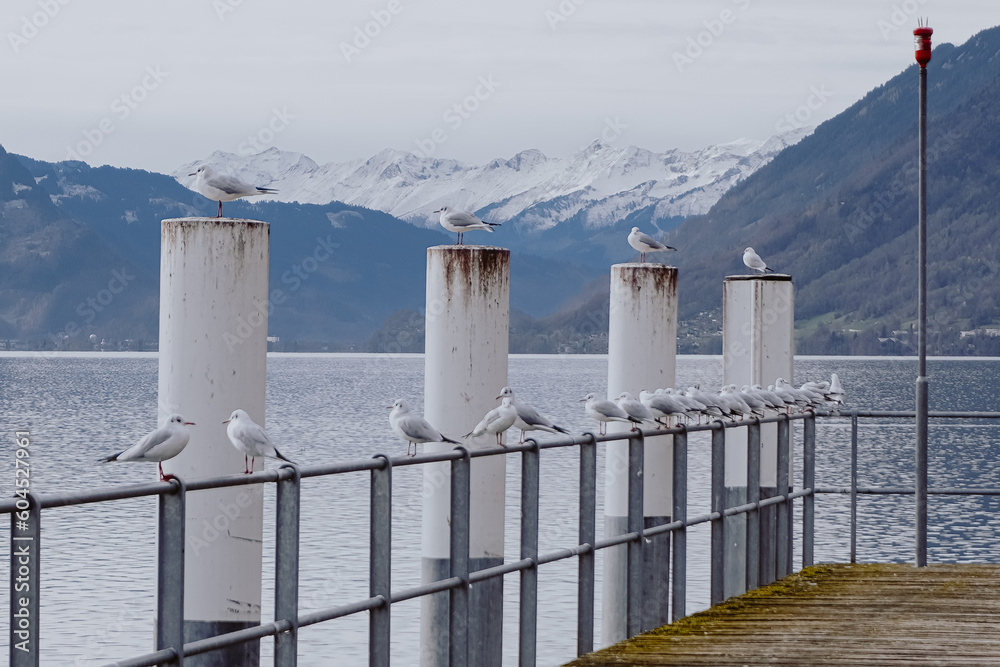 Obraz premium A pier with white posts with seagulls on them and a snowy mountain in the background.