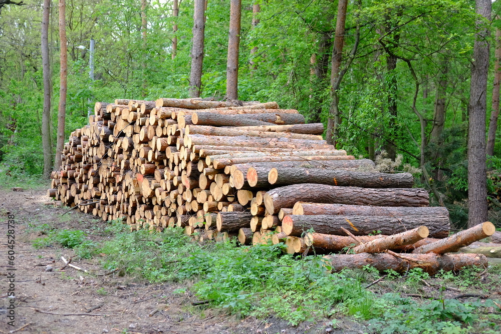 Sawn bars of trees in the sawmill are stacked in a pile