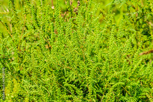 Bush of the ragweed or ambrosia, dangerous allergenic plant