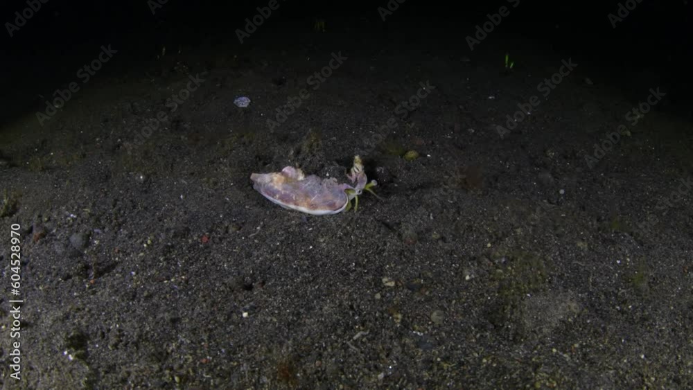 Vomer conch - Euprotomus vomer walking on the seabed at night. Sea life of Tulamben, Bali, Indonesia. Vomer conch - Euprotomus vomer walking on the seabed at night. Sea life of Tulamben, Bali, Indonesia.