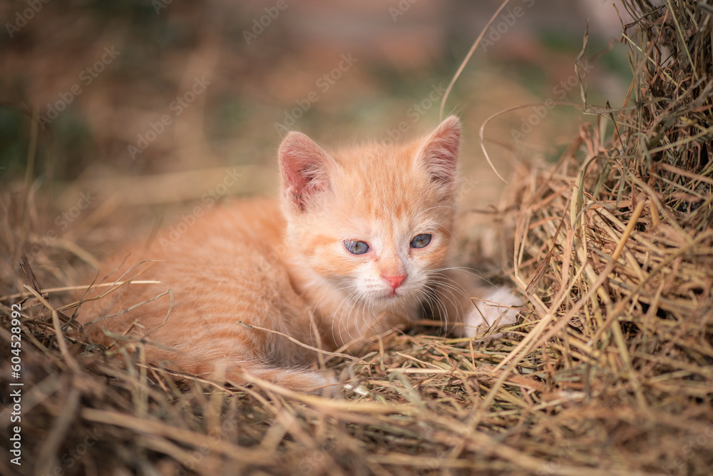 Portrait of a little ginger kitten in straw on a farm.