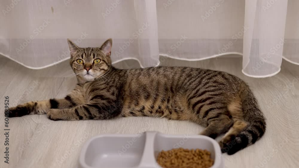 hungry angry tabby cat eating dry food from plastic bowl,lying on floor.upset dissatisfied kitty kitten close up 4k video.isolated domestic pet animal, curtains background, room apartment house home