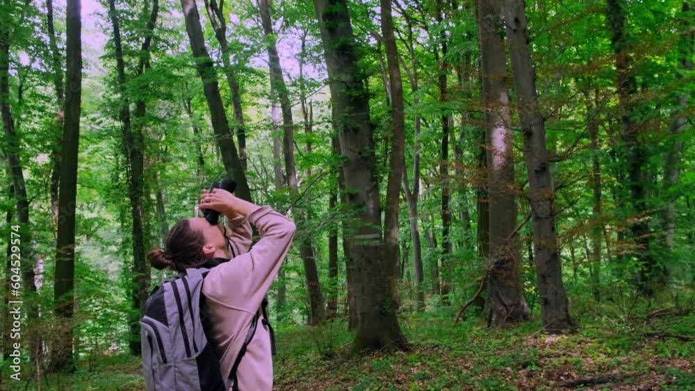 Young woman traveler looks in binoculars while walking through the beautiful woods. Female hiker with a backpack examines birds on trees in the forest. Young woman traveler looks in binoculars while walking through the beautiful woods. Female hiker with a backpack examines birds on trees in the forest.
