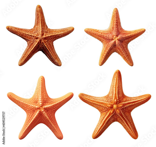 collection of four starfish on a transparent background, Generative AI