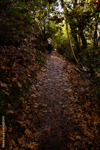 Unrecognized person hiking on a nature trail in the forest on autumn. Adventure in nature