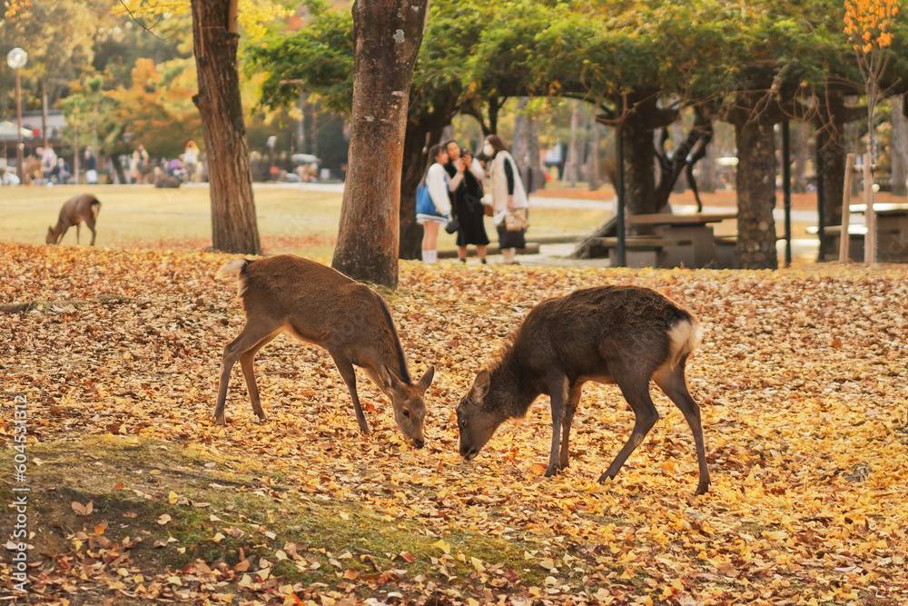 Fototapeta premium Deer in Nara Park in Autumn in Japan