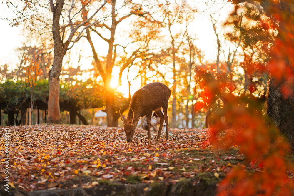Fototapeta premium Deer in Nara Park in Autumn in Japan