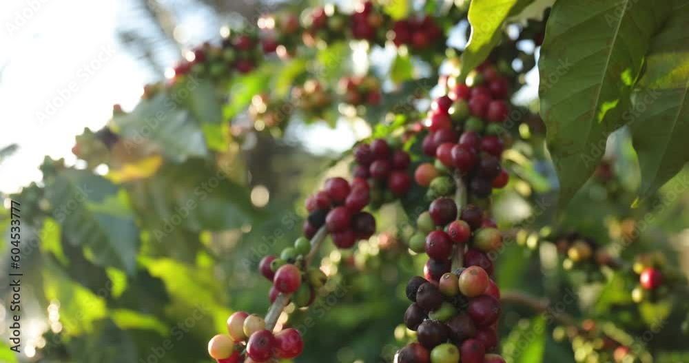 Group of ripe and raw coffee berries on coffee tree branch. Coffee plant in farm plantation in Thailand.