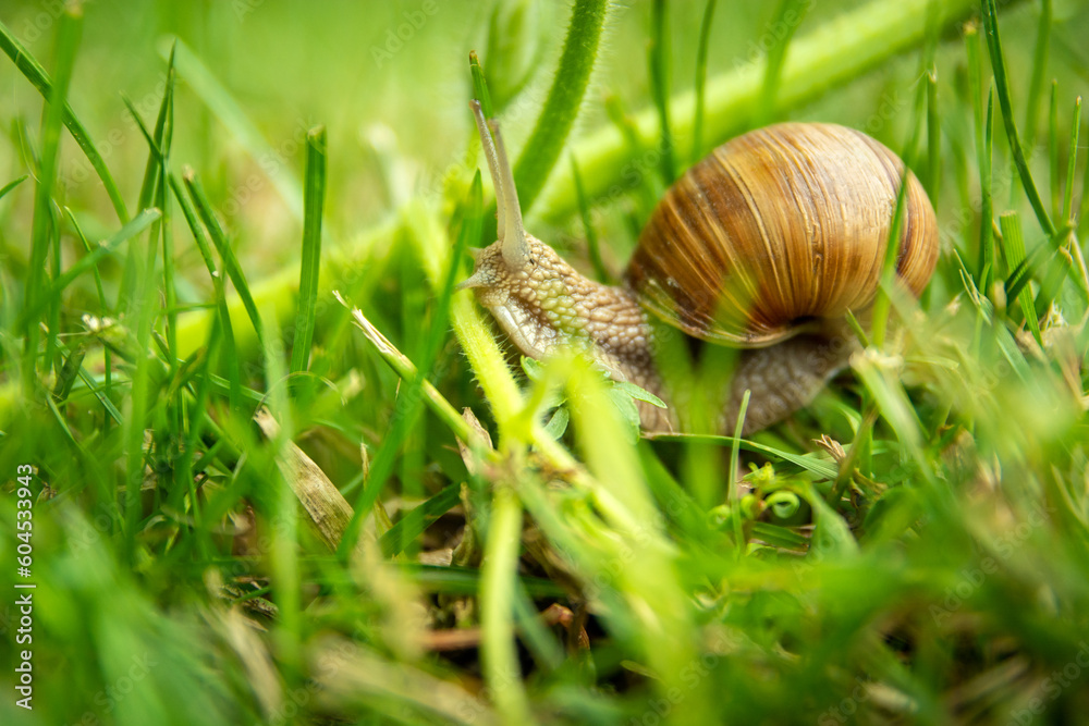 Close up of Helix pomatia snail in green grass Close up of Helix pomatia snail in green grass