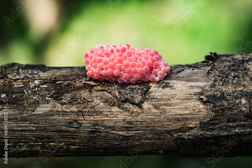 golden snail egg