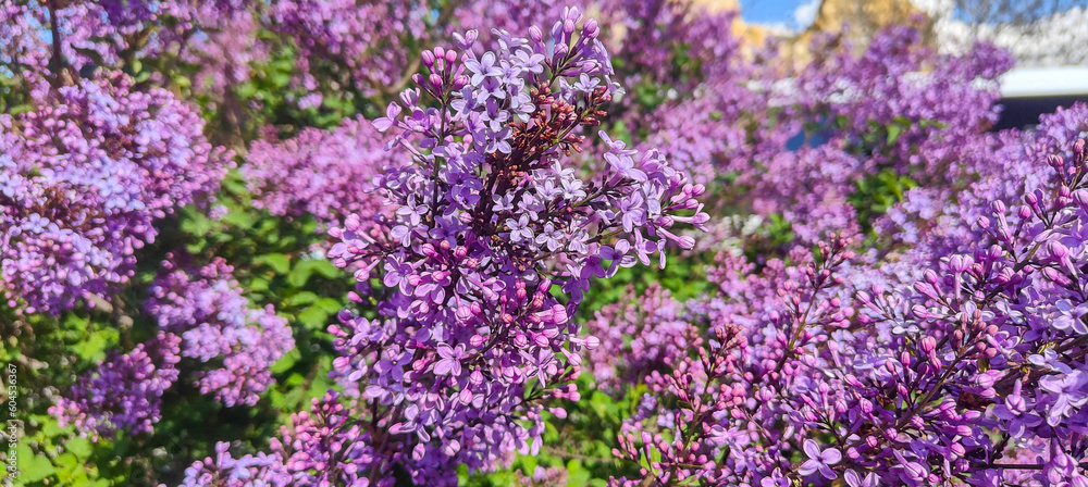 Fragrant lilac bloomed (Syringa vulgaris). Cappadocia