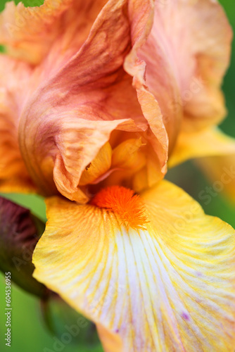 Details of iris flower  Colliope Magic  - Standards and falls in apricot color  falls with creamy white area  beard light tangerine  tall bearded germanica group