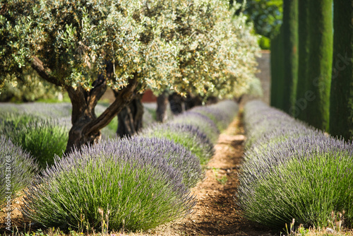 lavender, olive, olive tree, green, violet, field, in a row, lined up