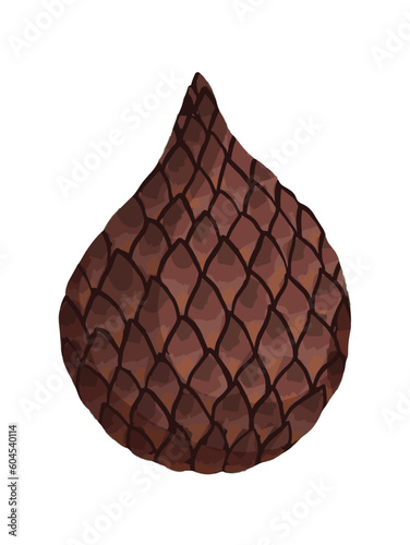 Raw unopened snake fruit vector illustration isolated on vertical white background. Sweet healthy food famous in Indonesia. Cartoon art styled art.