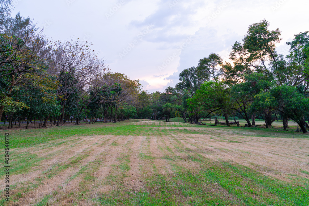 Green meadow grass with tree in city public park fresh air in downtown Green meadow grass with tree in city public park fresh air in downtown