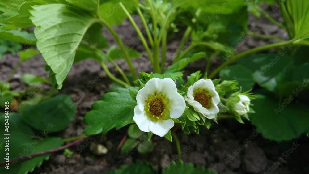 Bush of strawberry with green leaves and blossom, concept of gardening or growing Bush of strawberry with green leaves and blossom, concept of gardening or growing
