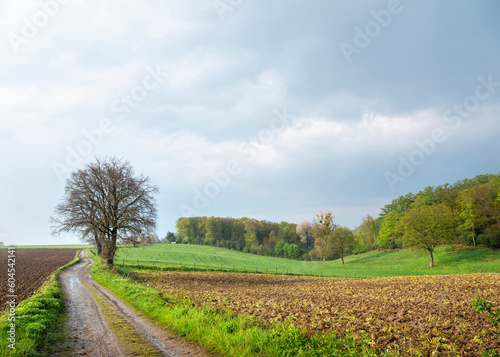 dirt road in landscape of fields  meadows and forest near maastricht in dutch province of south limburg