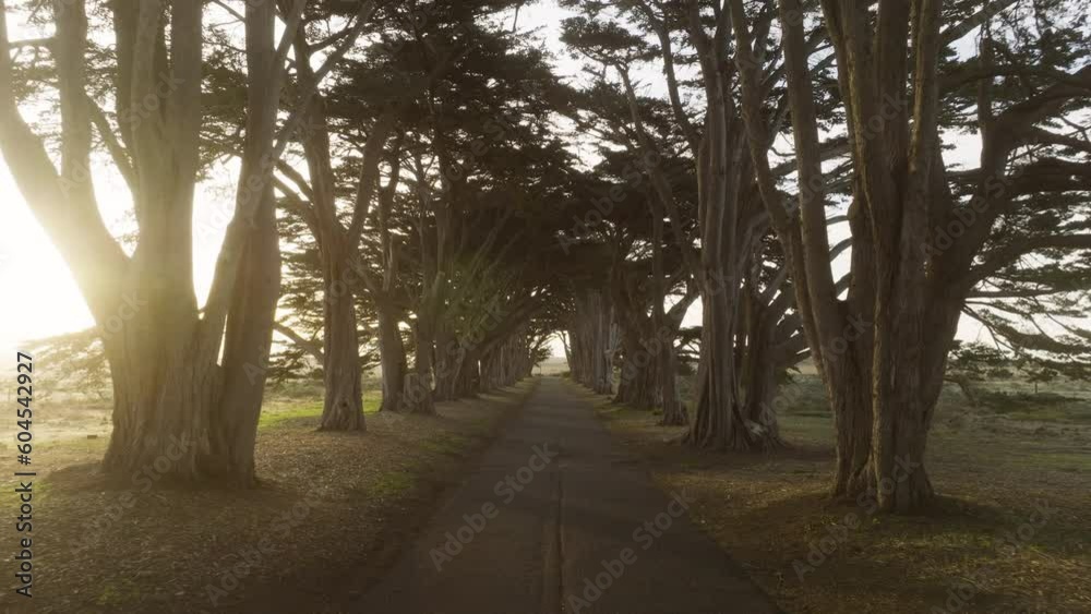 Fairytale road tree tunnel landscape. Cypress trees in beautiful morning near San Francisco on foggy morning concept. Aerial view stunning Cypress Tree Tunnel at Point Reyes park California USA 4K
