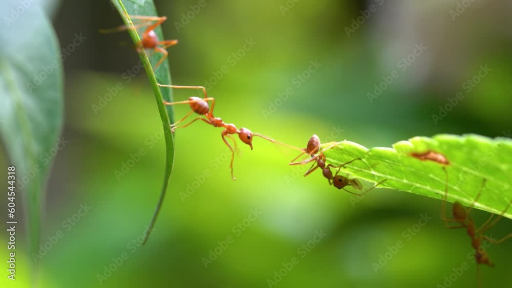 Ant action standing. Ant bridge unity team, Concept team work together Ant action standing. Ant bridge unity team, Concept team work together