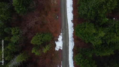 Road in forest