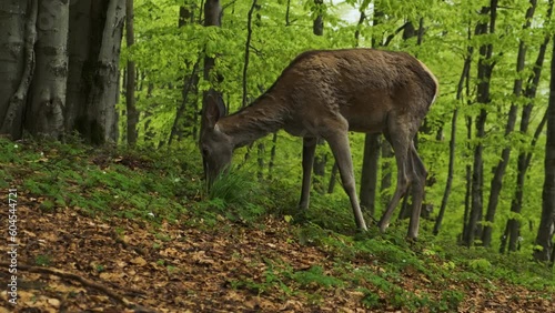 deer in the woods