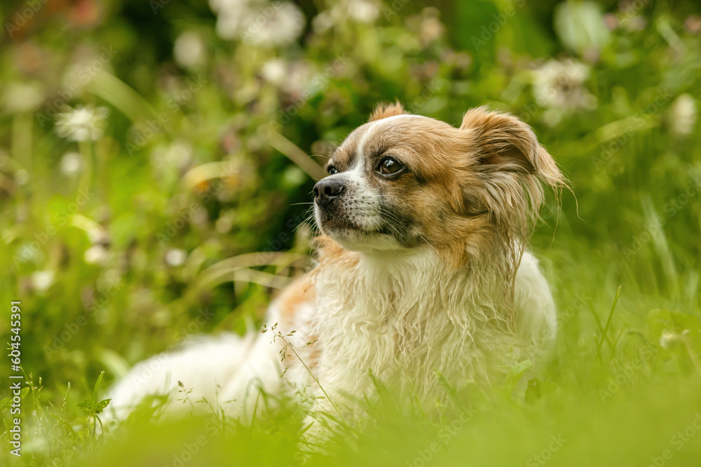 Portrait of a cute little longhair Chihuahua dog in spring outdoors Portrait of a cute little longhair Chihuahua dog in spring outdoors